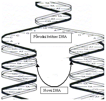 Obrzek 1